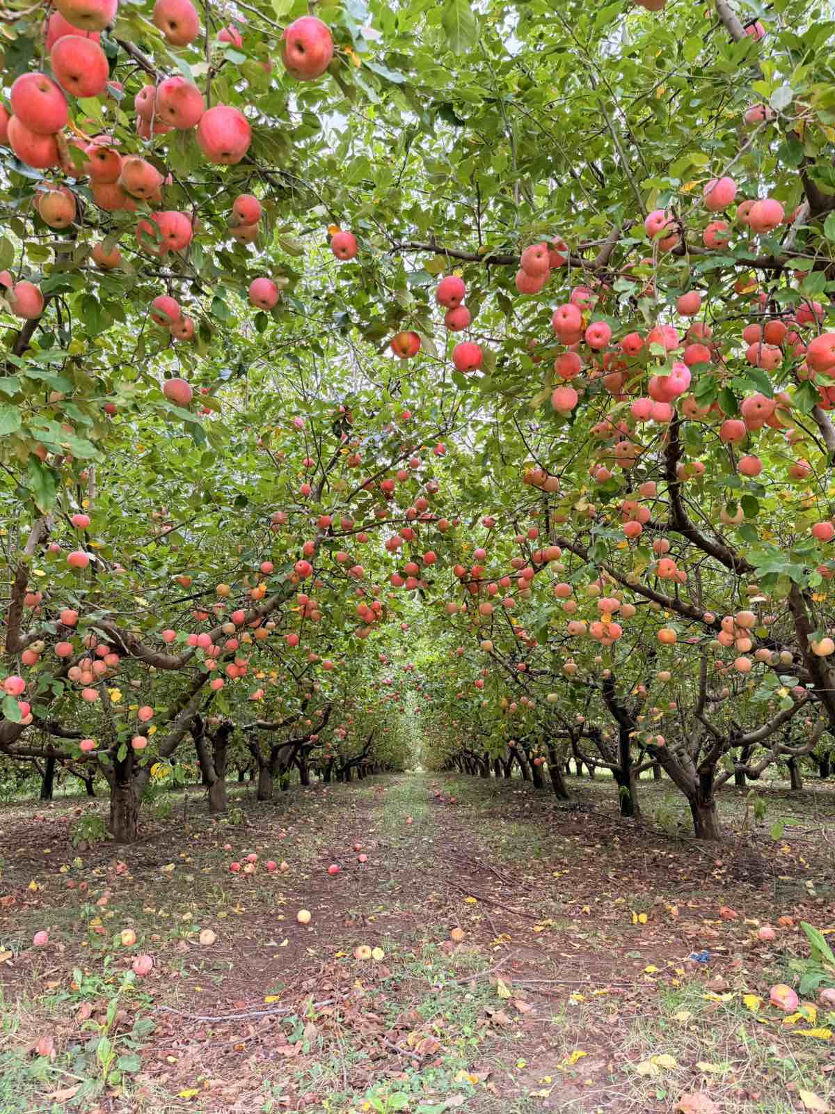 Orchard background 1