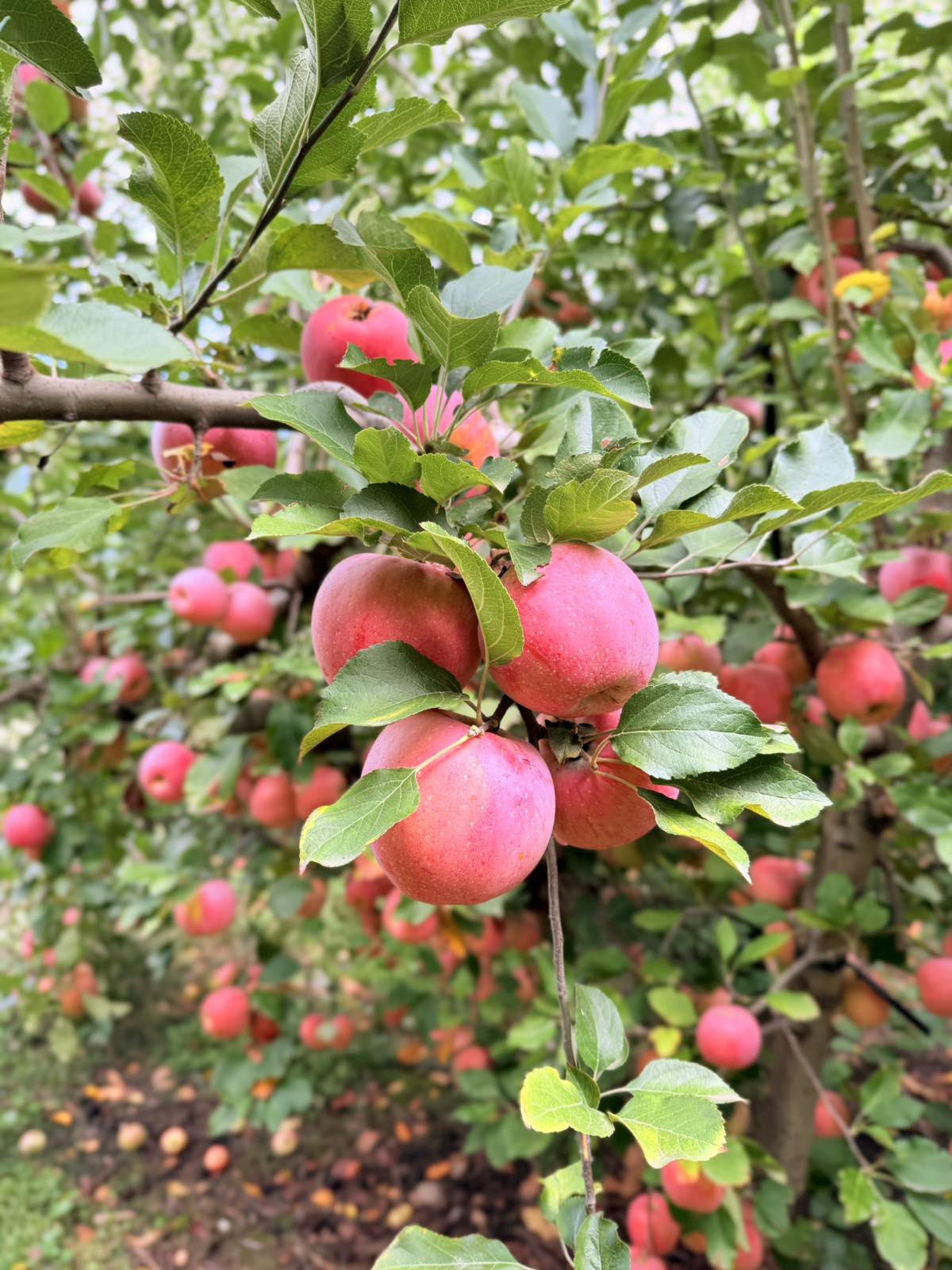 Orchard background 2